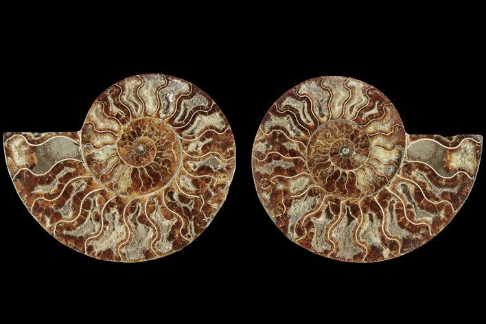 Bargain, Cut & Polished Ammonite Fossil - Madagascar #184149